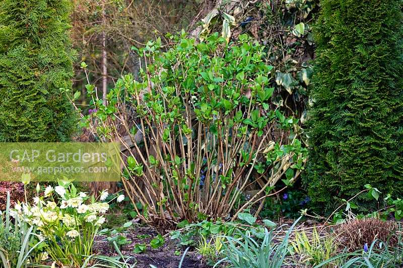 Mixed flowerbed with recently pruned Hydrangea macrophylla 'Endless Summer'.