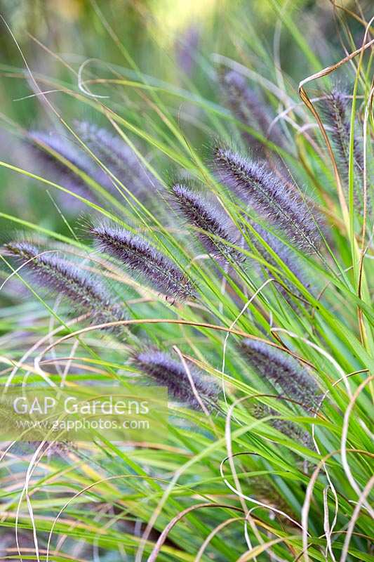 Pennisetum alopecuroides 'Black Beauty', Chinese fountain Grass