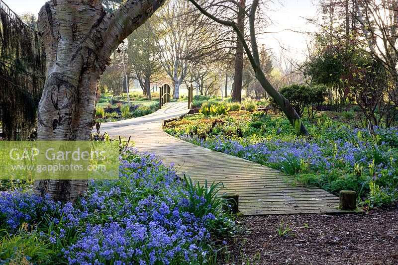 Boardwalk through bog garden and Rosemary's Wood at Foggy Bottom, Bressingham Gardens, Norfolk, UK. 