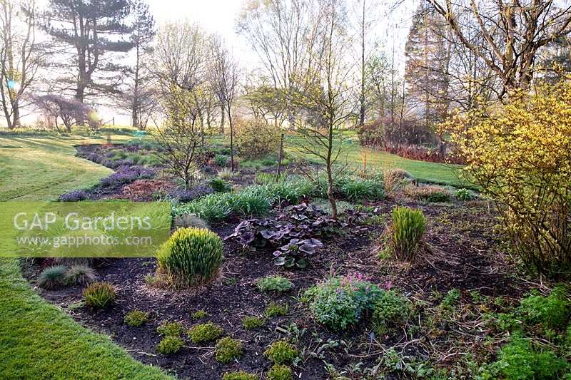 Early spring growth on perennials and grasses at Foggy Bottom Garden, Bressingham Gardens, Norfolk, UK.  Designed by Adrian Bloom.