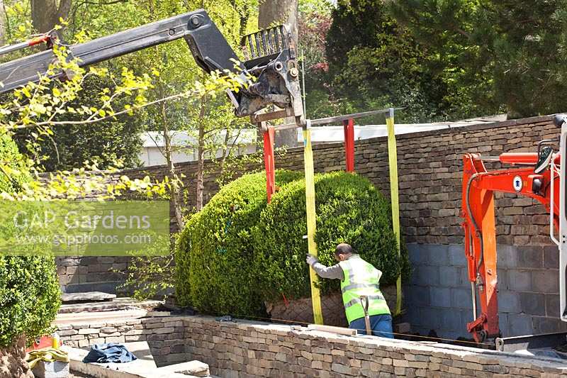 Box balls are lowered into place in preparation for RHS Chelsea Flower Show