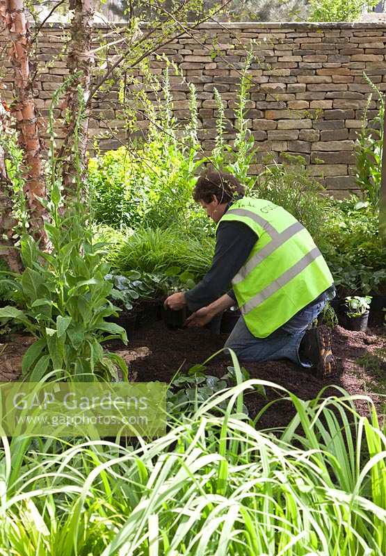 Tom Stuart-Smith planting up corner of garden in preparation for RHS Chelsea Flower Show. 