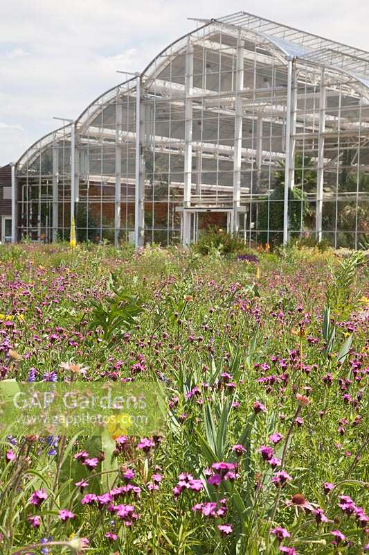 North American prairie meadow and Glasshouse with Dianthus, Echinacea, Oenothera and Penstemon, RHS Gardens Wisley.