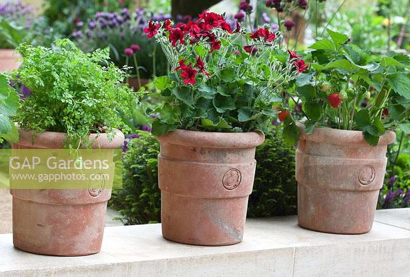 Red Pelargoniums - Geraniums - Chervil and Strawberries in terracotta pots.  RHS Chelsea Flower Show