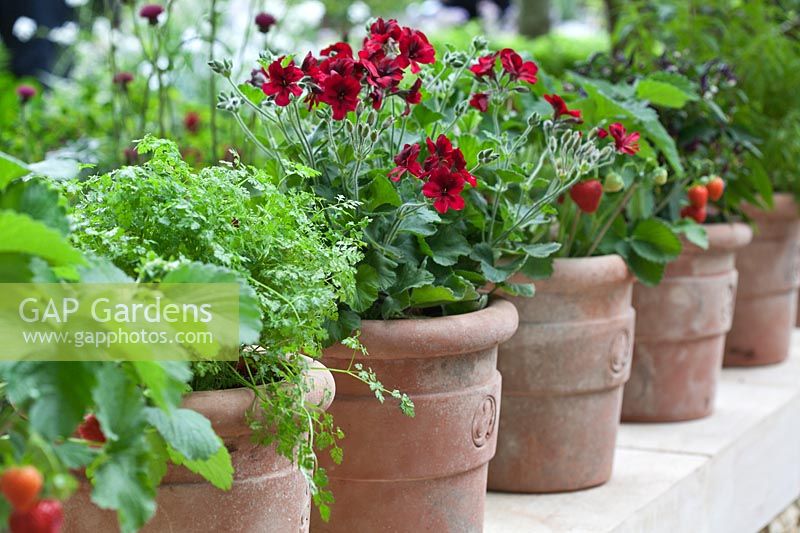 Red Pelargoniums - Geraniums - with Chervil and Strawberries. RHS Chelsea Flower Show.