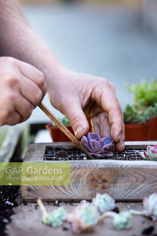 Using a dibbing stick to secure roots of Echeveria 'Duchess of Nuremberg' in grid of vertical planter