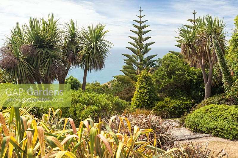 Araucaria heterophylla Norfolk Island Pine and Cordyline australis at Fishermans Bay Garden. January.