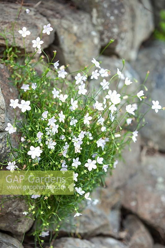 Wahlenbergia gracilis, Native New Zealand flower. January.