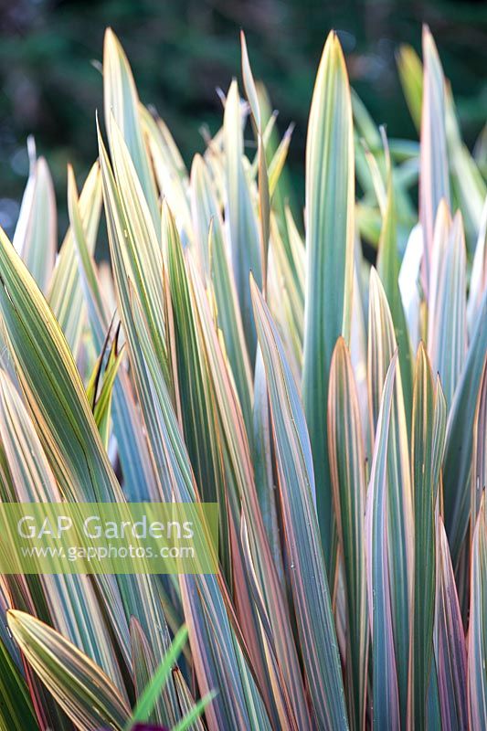 Phormium 'Sundowner' - New Zealand Flax 