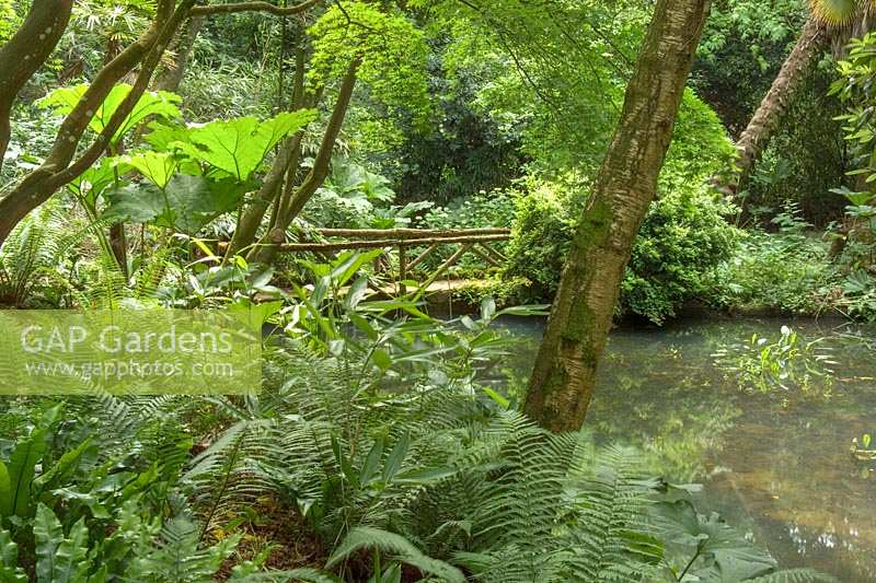 Abbotsbury Gardens, Weymouth, Dorest, UK. sub tropical woodland gardens, the pond area with Gunnera manicata and Tree ferns in the shade