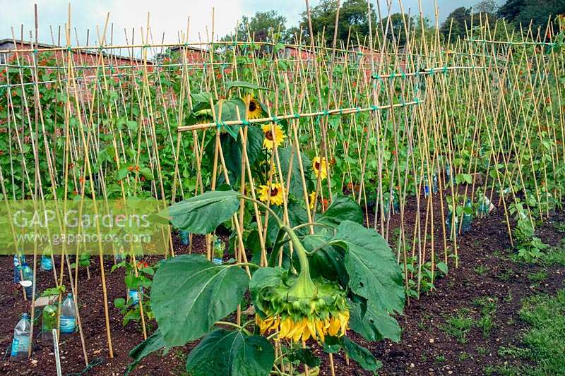 Sunflowers growing amongst runner beans in large organic vegetable garden. Barleywood Walled Garden, Wrington, Somerset, UK. 