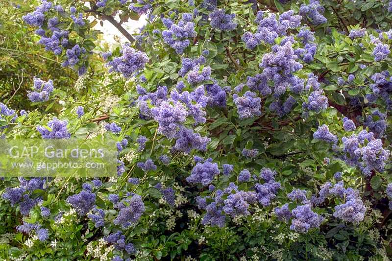Ceanothus arboreus 'Trewithen Blue' - Californian lilac 'Trewithen Blue'