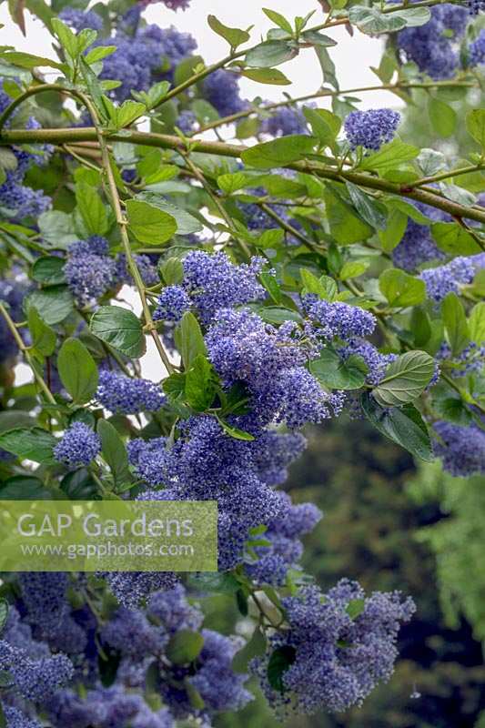 Ceanothus arboreus 'Trewithen Blue' - Californian lilac 'Trewithen Blue'
