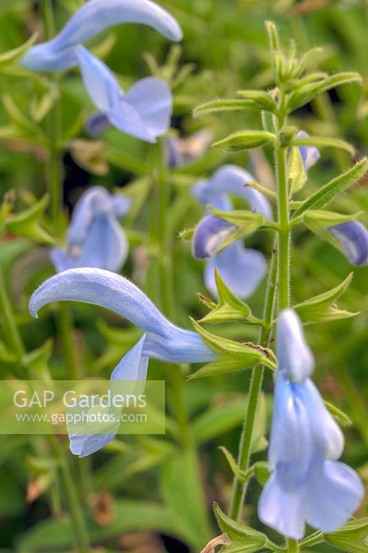 Salvia patens 'Cambridge Blue'