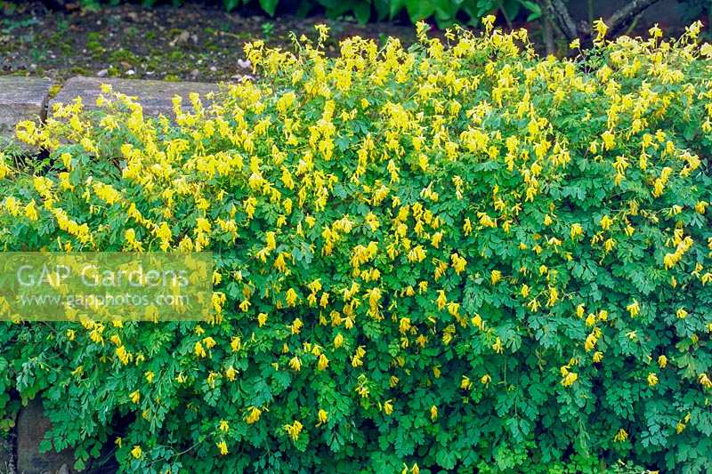 Corydalis lutea - Golden Corydalis