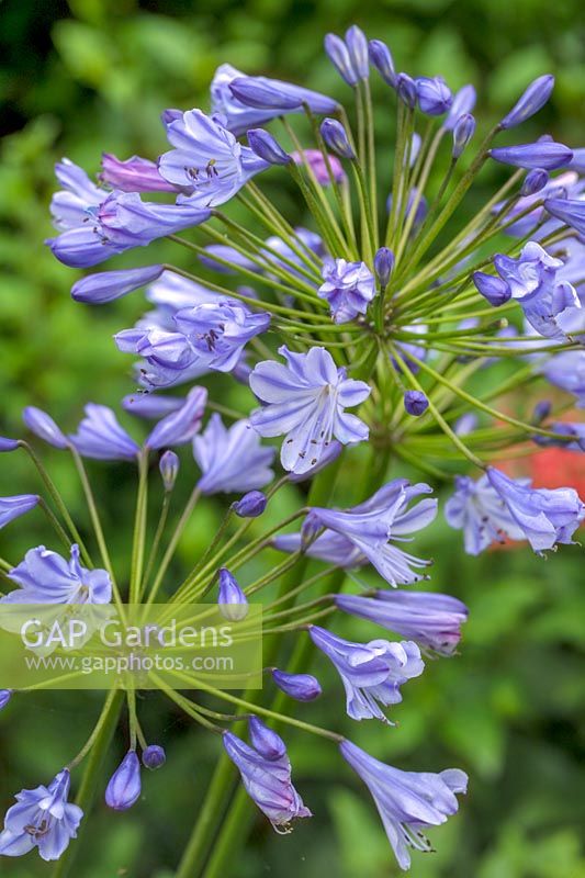 Agapanthus - African Lily 