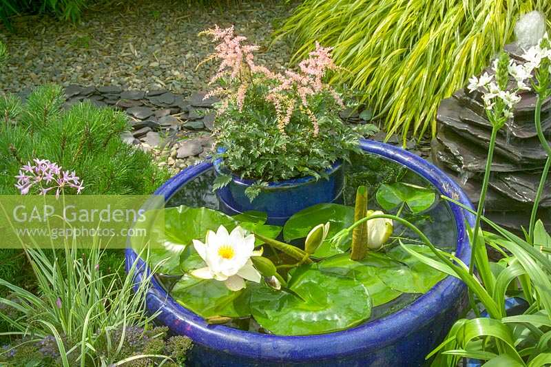 Blue glazed container pond with Nymphaea - Lily pads.