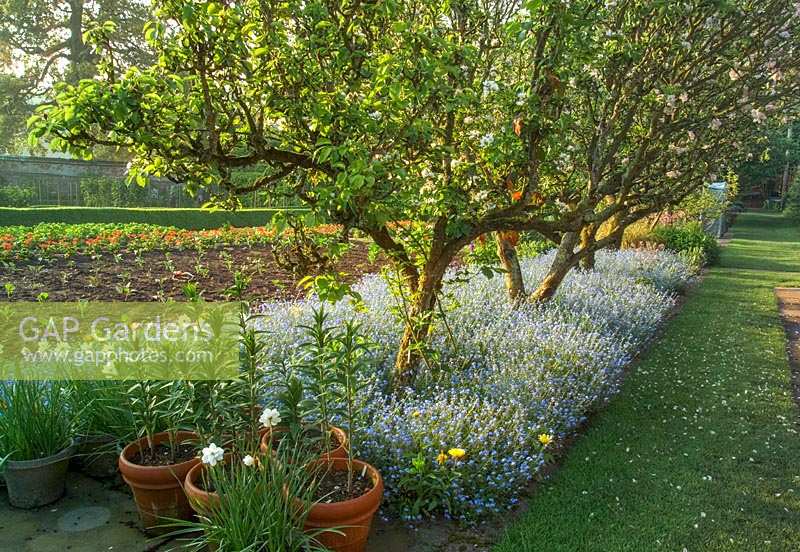 Apple trees underplanted with Myosotis - Forget-me-nots - in orchard. Bickham House, Devon,UK.
