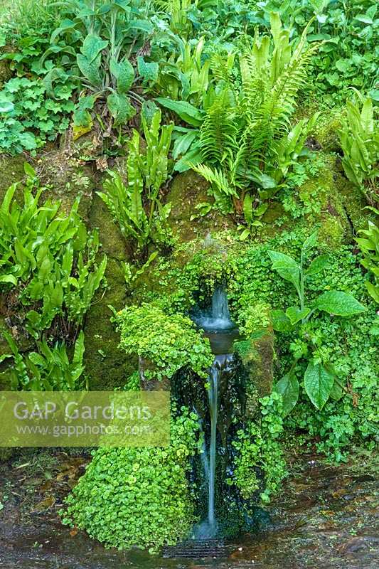 Small water feature surrounded with Ferns. 