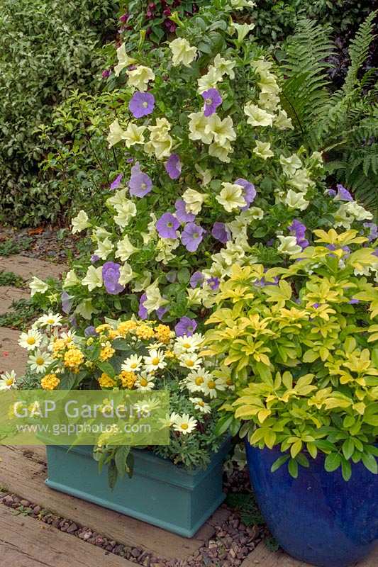 Container with flowering blue and white Petunias and Choisya ternata 'Sundance', designed Bob Purnell. 