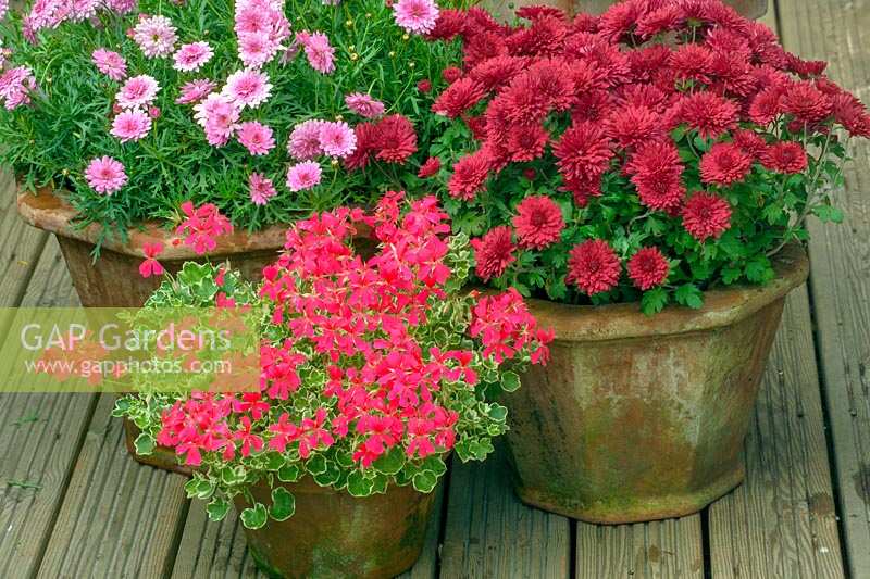 Late summer containers with Chrysanthemum 'Gala',  Chrysanthemum 'Foxtrot' and Pelargonium 'Evka'. 