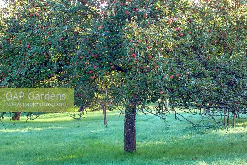 David Luscombes Orchard, Newton Abbot, Devon, UK.  