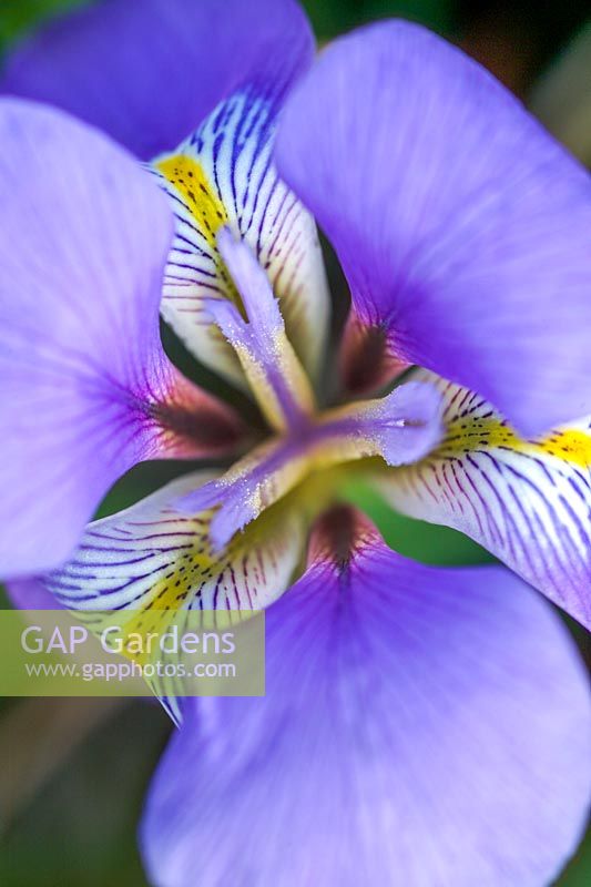 Iris unguicularis - Algerian Iris
