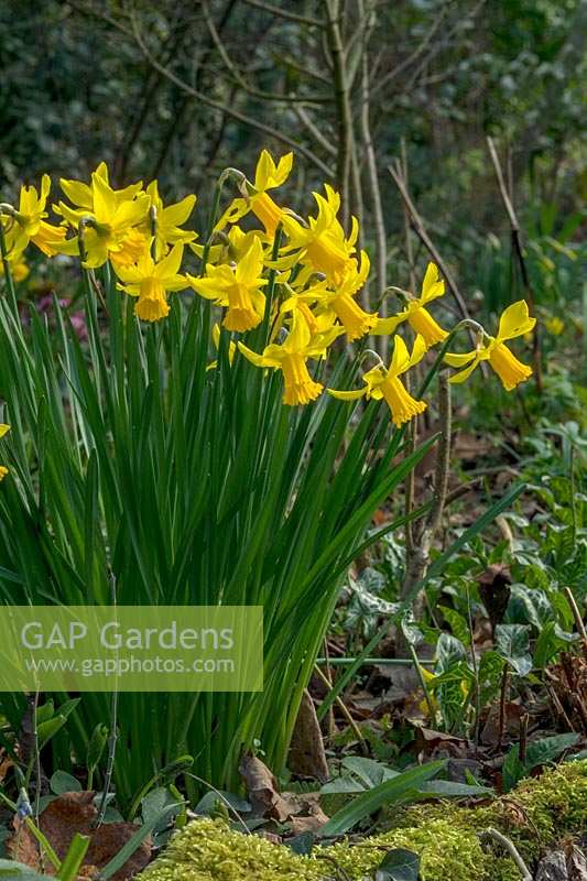 Narcissus 'February Gold' - Daffodil 'February Gold' 