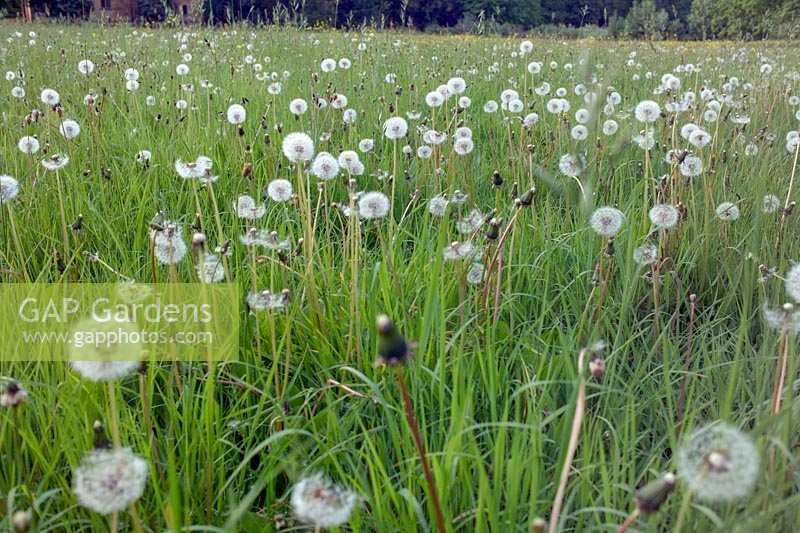 Dandelion seedheads in meadow 