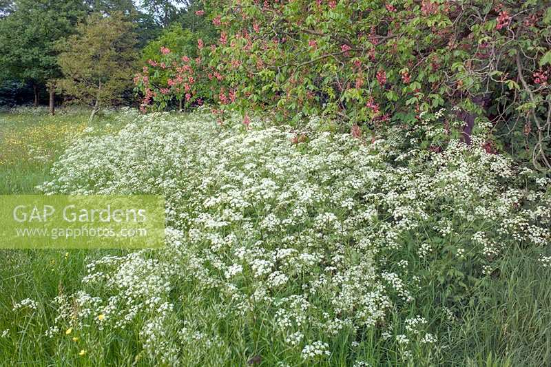 Anthriscus sylvestris - Cow Parsley growing at edge of wild flower meadow. 