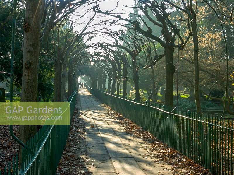 Pleached Lime walkway. Birdcage walk, Clifton, Bristol