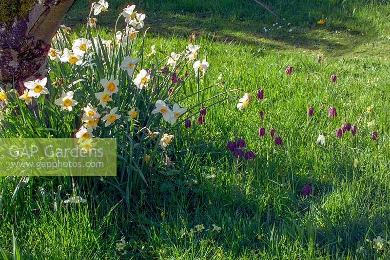 Daffodils and Fritillaria meleagris naturalised in grass, Somerset, UK 