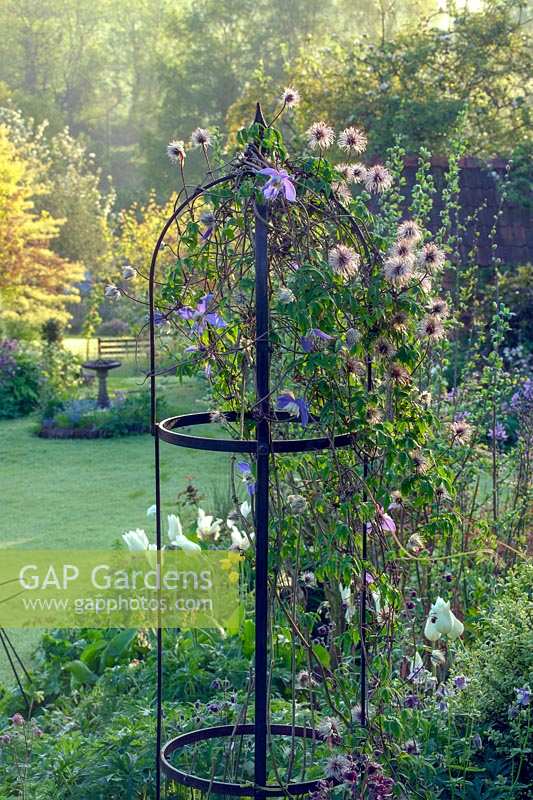 Clematis 'Frances Rives' seedheads growing over metal plant support, Elworthy Cottage, Somerset, UK 
