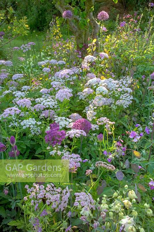 Early summer cottage style garden with Chearophyllum hirsutum 'Roseum', Allium 'Purple Sensation' and Geranium 'Charles Perrin'. 