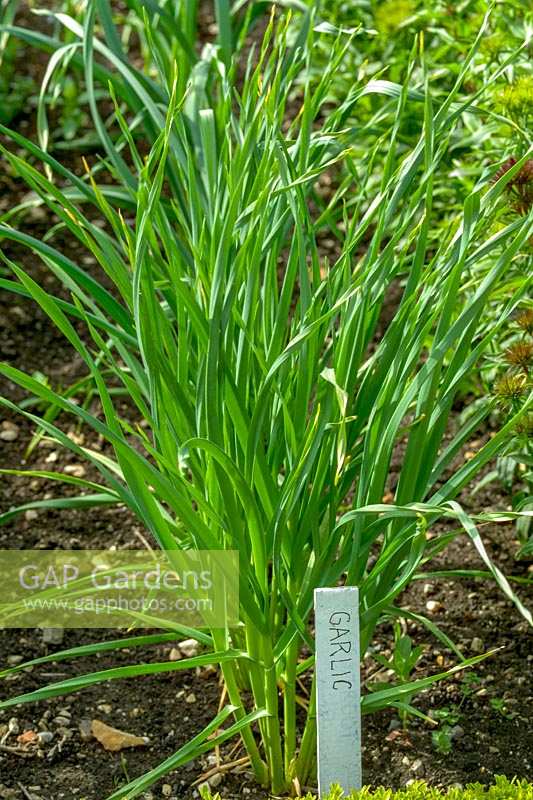 Young Garlic plants in kitchen garden, with label