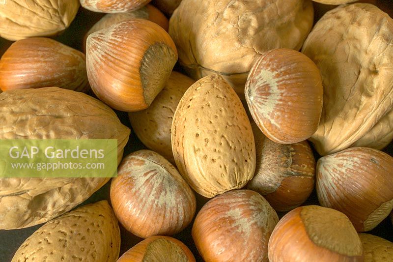group of nuts, Cobb Nut, Almond, Walnut