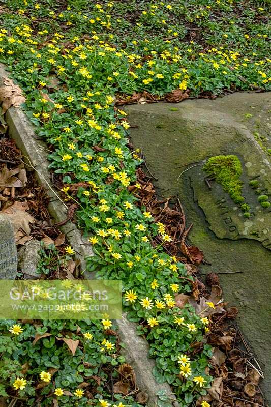 Ranunculus ficaria - Lesser Celandine - growing around gravestone. 