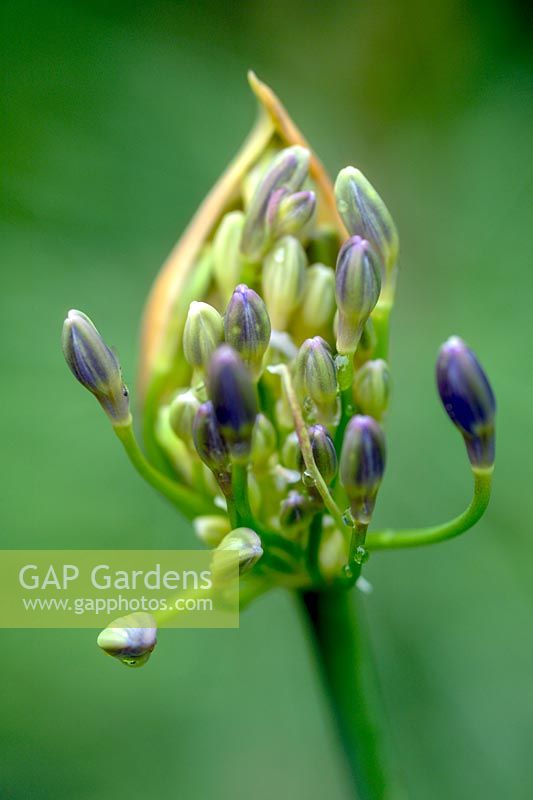 Bud of Agapanthus flower