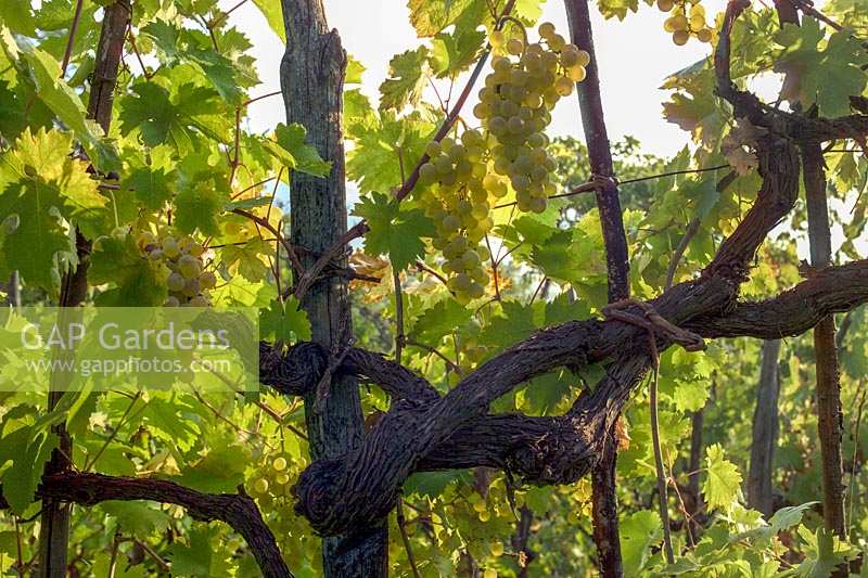 Vitis - grape vine. Northern Tuscany, Italy.