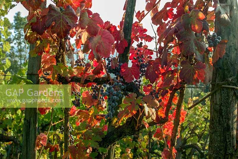 Vitis - grape vine. Northern Tuscany, Italy.
