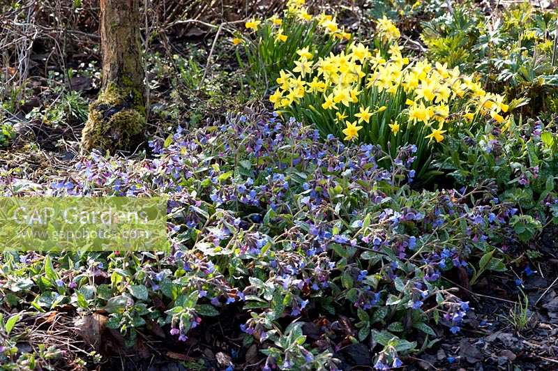 Image of Daffodils and lungwort