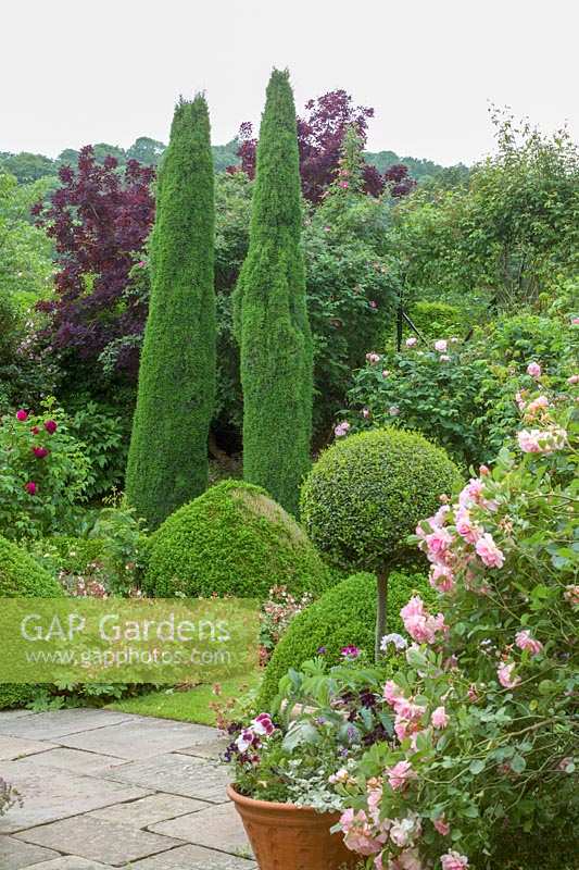 Rose garden with pots and topiary, Little Malvern Court, Malvern, Worcester, UK