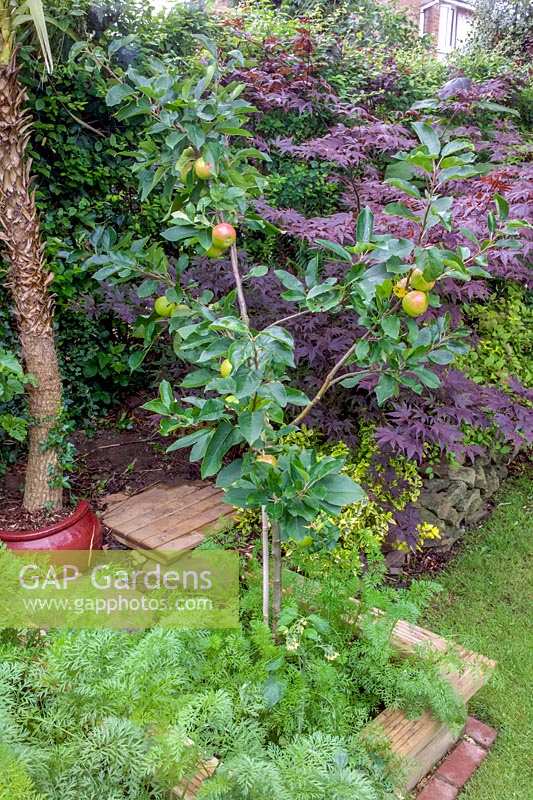 Young Apple tree - Malus 'Scrumptious' - in small garden. 

