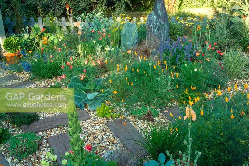 Gravel garden with midsummer colour, Old Tarnwell, Somerset, UK