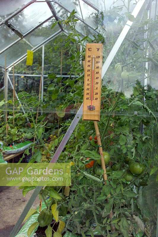 View inside a greenhouse featuring a thermometer and ripening tomatoes