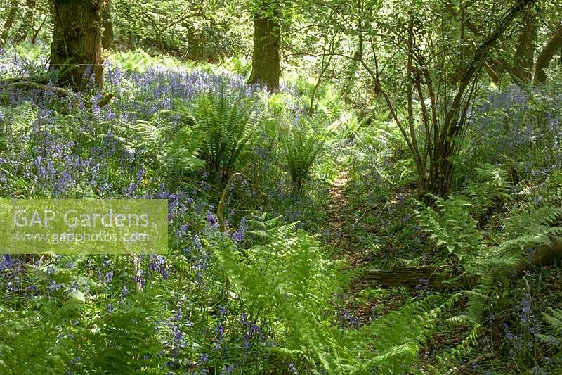 
Bluebell woods in dappled morning sunshine
Priors Wood, Somerset