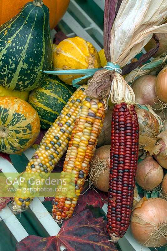 Ornamental sweetcorn, onions and Gourds in autumnal scene