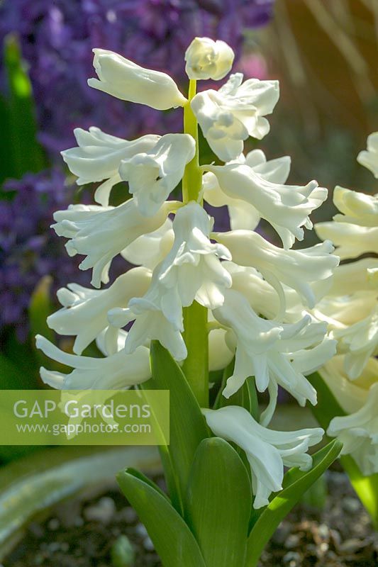 Hyacinthus 'Multiflora White'