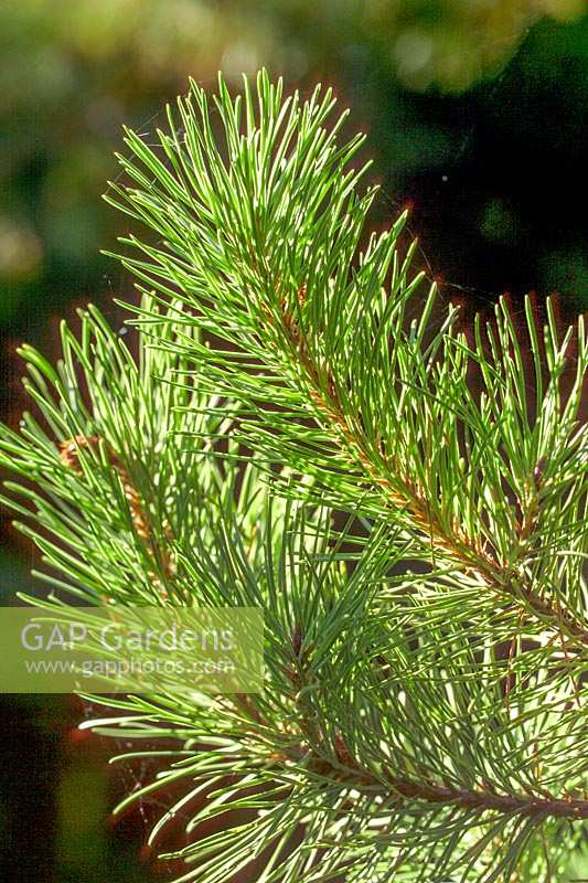 Pinus contorta - Beech Pine 