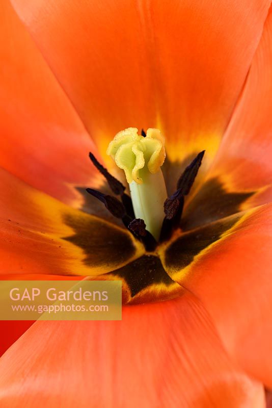 Tulipa  'Orange Balloon' - Tulip  Darwin Hybrid Group  
